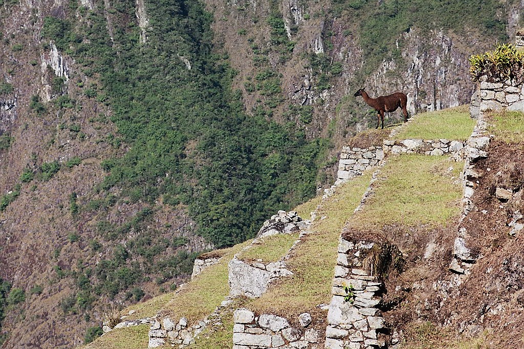 Lama auf Machu Picchu, Peru.JPG